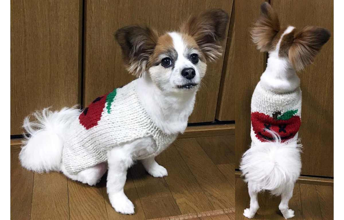 ネパールニット セーター ハンドメイド 犬用 ワンちゃん用 ペット用品